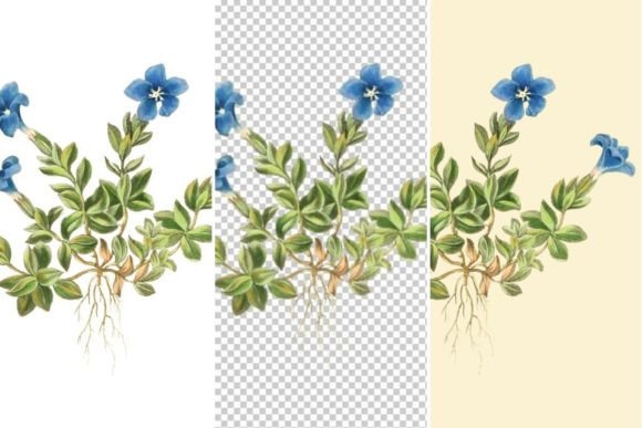 Spring Gentian Floral Illustrations: A Timeless Botanical Asset