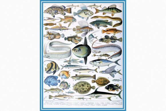 Timeless Marine Charm: Adolphe Millot’s Fishes Collection
